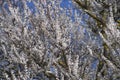 Spring flowering trees. Pollination of flowers of apricot. Bloom Royalty Free Stock Photo