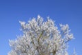 Spring flowering trees. Pollination of flowers of apricot. Bloom Royalty Free Stock Photo