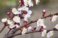 Spring flowering trees. Pollination of flowers of apricot. Bloom Royalty Free Stock Photo