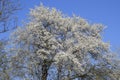 Spring flowering trees. Pollination of flowers of plum. Blooming wild plum in the garden Royalty Free Stock Photo