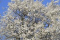 Spring flowering trees. Pollination of flowers of plum. Blooming wild plum in the garden Royalty Free Stock Photo