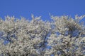 Spring flowering trees. Pollination of flowers of plum. Blooming wild plum in the garden Royalty Free Stock Photo