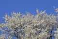 Spring flowering trees. Pollination of flowers of plum. Blooming wild plum in the garden Royalty Free Stock Photo