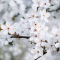 Spring flowering trees on a soft defocused background