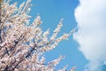 Spring flowering trees with white flowers in the garden against the blue sky Royalty Free Stock Photo