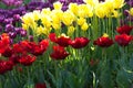 Bright colors of spring tulips during flowering,yellow, red, purple, pink ...... Royalty Free Stock Photo