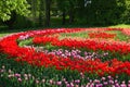 Spring flowering of tulips in the park