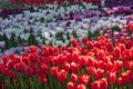 White, red, purple blooming tulip