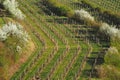 Spring flowering vineyard in Moravia in Central Europe Royalty Free Stock Photo