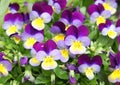 Fleurs de Viola cornuta aux coloris ÃÂ©clatants