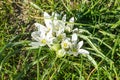 Spring flowering of white Ornithogalum umbellatum star of Bethlehem, grass lily, nap at noon, eleven o clock lady. White flowers Royalty Free Stock Photo