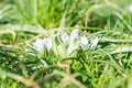 Spring flowering of white Ornithogalum umbellatum star of Bethlehem, grass lily, nap at noon, eleven o clock lady. White flowers Royalty Free Stock Photo