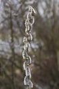 Spring flowering willow branches with rain drops Royalty Free Stock Photo