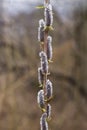 Spring flowering willow branches with rain drops Royalty Free Stock Photo