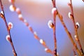 Spring flowering willow Royalty Free Stock Photo