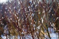 Spring flowering willow Royalty Free Stock Photo