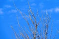 Spring flowering willow Royalty Free Stock Photo