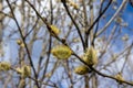 spring flowering willow and other trees against the sky Royalty Free Stock Photo