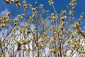 spring flowering willow and other trees against the sky Royalty Free Stock Photo