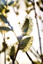 Spring flowering willow Royalty Free Stock Photo