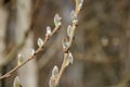 Spring flowering willow tree, buds blooming Royalty Free Stock Photo