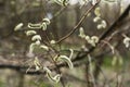 Spring flowering willow tree on the forest Royalty Free Stock Photo