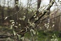 Spring flowering willow tree on the forest Royalty Free Stock Photo