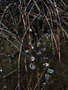 Spring flowering willow tree on the street Royalty Free Stock Photo