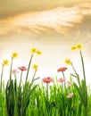 Spring flowers Royalty Free Stock Photo