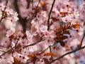 Spring pink flowers on a tree in Greece