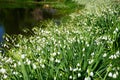 A lot of spring Galanthus Snowdrop near a lake Royalty Free Stock Photo