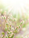 Spring flowers