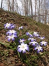 Glory-of-the-Snow Plant or Chionodoxa. Spring Royalty Free Stock Photo