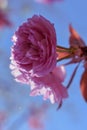 Spring flowers against the blue sky