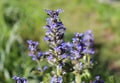 Spring flowers, Ajuga reptans, bugle. Ajuga reptans is a sprawling perennial plant with erect flowering stems.