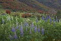 Spring flowers along the Carretera Austral in Patagonia, Chile Royalty Free Stock Photo