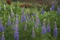 Spring flowers along the Carretera Austral in Patagonia, Chile Royalty Free Stock Photo