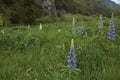 Spring flowers along the River Simpson in Patagonia, Chile Royalty Free Stock Photo