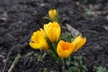 Spring flowers - amber yellow crocuses