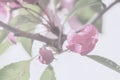 Spring flowers of apple, cherry, vintage color. Branch of sakura, blooming fruit tree. Light soft background