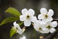 Spring flowers on the apple tree