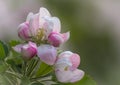 Spring flowers. Apple tree blossom with green leaves Royalty Free Stock Photo