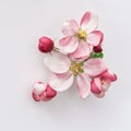 Spring flowers Apple tree blossom grey background