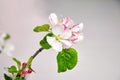 Spring flowers, apple tree branch with pink and white flowers and green leaves on grey background. Spring blossom