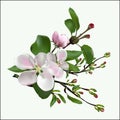 Spring flowers on an apple-tree branch.