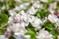 Spring flowers, apple tree branches with pink and white flowers and leaves on grey background, selective focus. Spring blossom Royalty Free Stock Photo