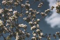 Spring flowers of an apple tree at clear bly sky. Frozen tree flowers after frost Royalty Free Stock Photo
