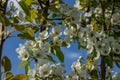 Spring flowers of an apple tree at clear bly sky. Frozen tree flowers after frost Royalty Free Stock Photo