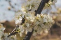 Spring flowers of an apple tree at clear bly sky. Frozen tree flowers after frost Royalty Free Stock Photo