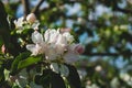 Spring flowers of an apple tree at clear bly sky. Frozen tree flowers after frost Royalty Free Stock Photo